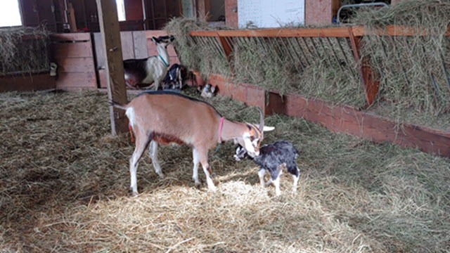 Newborn goat